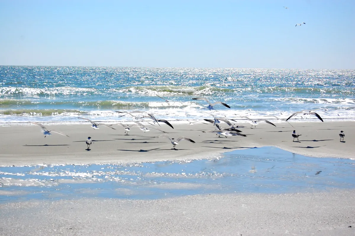 A serene stretch of Myrtle Beach at low tide, featuring a flock of birds flying over gentle ocean waves and wet sand reflecting the sky. The shoreline invites leisurely walks and moments to relax by the water's edge.